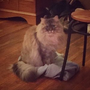 Meet your Posher, Elly